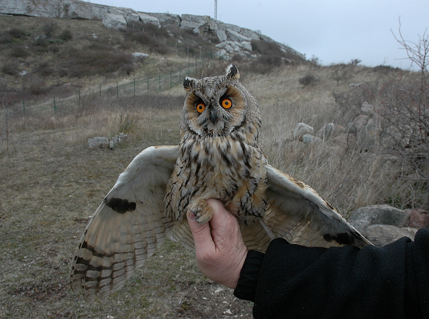 Long-eared Owl, Sundre 20060426